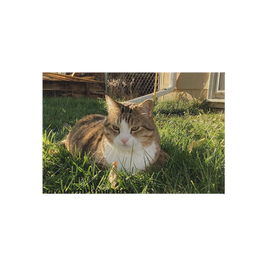 Outdoor Cat Rug | Stylish Outdoor Mat, Pet-Friendly Decor, Garden Rug for Cats, Patio Mat for Animal Lovers, Outdoor Living